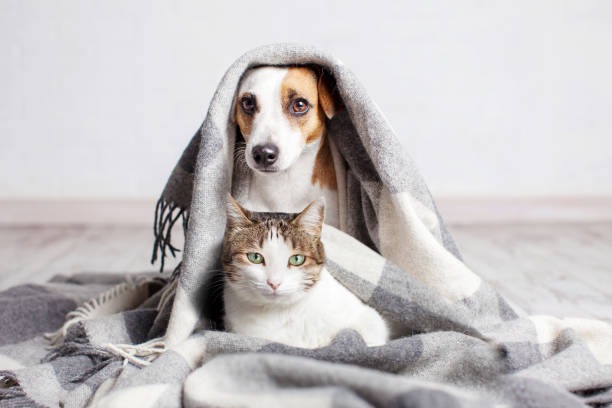 Tail Wagging Tech Futuristic Supplies Revolutionizing Dog and Cat Care